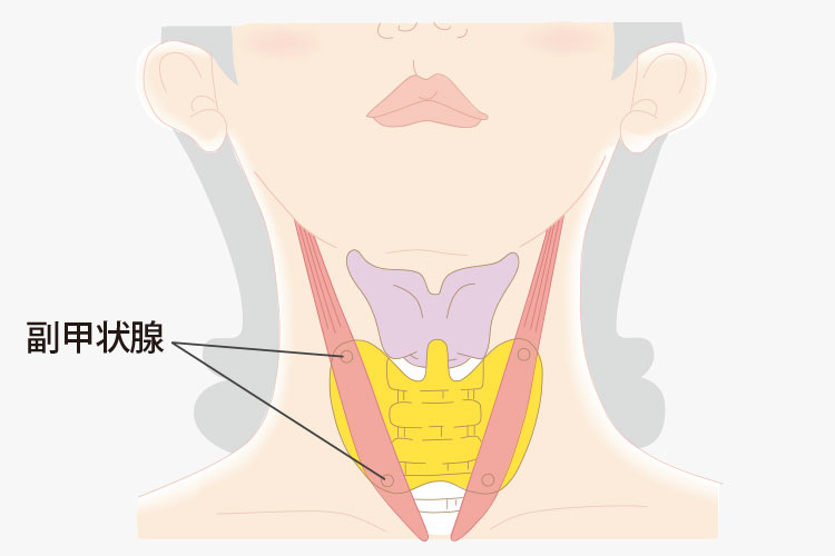 副甲状腺イメージ